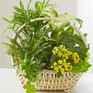 Thinking of You Dish Garden