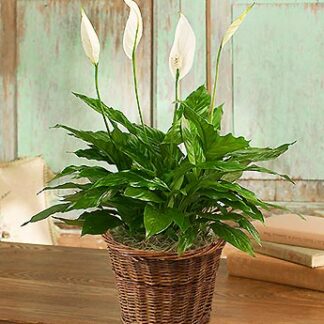 Spathiphyllum Plant