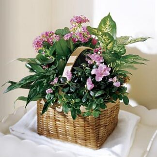 Pink Assortment Plant Basket