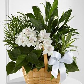 The Peace & Serenity Dishgarden