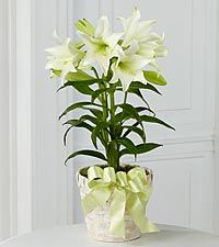 Easter Lily plant