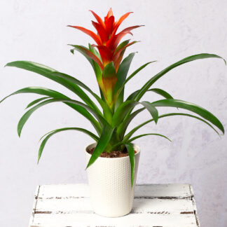 Single Bromeliad Plant