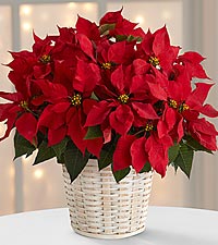 Large Red Poinsettia