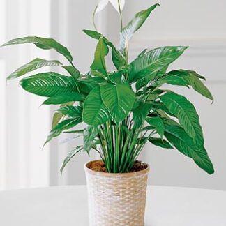 Peace Lily Spathyphyllum Plant LARGE