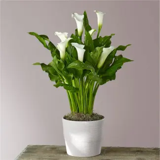 Mini Calla Plant