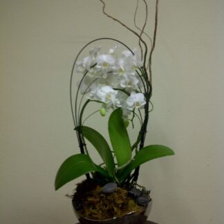 Double Orchids Plant Arrangement
